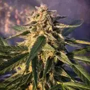 Rainbow Sherbet greenhouse CO run
