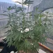 Giant Glookies greenhouse CO run