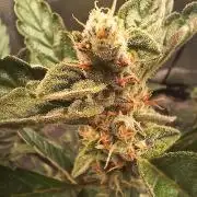 Gorilla Cookies Auto TOPPED
