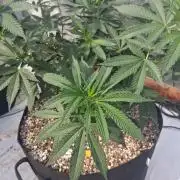 Rainbow Sherbet greenhouse CO run