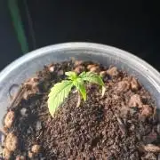 Godzilla Gorilla outdoor