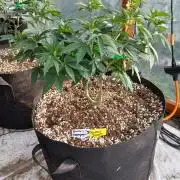 Rainbow Sherbet greenhouse CO run