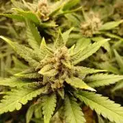 Blackberry Auto TINY TOPPED TREE
