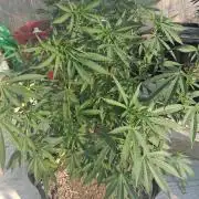 ZOAP greenhouse CO run