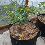Giant Glookies greenhouse CO run