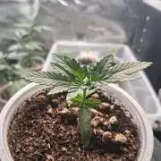 🎂 LA Kush Cake 🎂