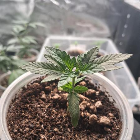 🎂 LA Kush Cake 🎂