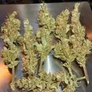 Gorilla Cookies Auto TOPPED