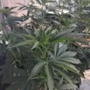 Ayahuasca Purple greenhouse CO run