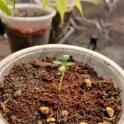 🎂 LA Kush Cake 🎂