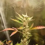 Gorilla Cookies Auto TOPPED
