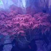 Red Runtz "hella topped"