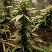 Red Runtz "hella topped"