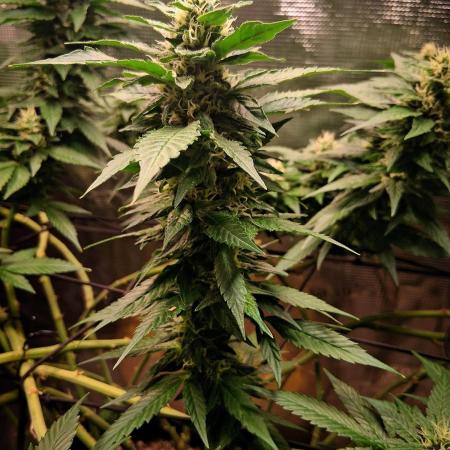 Red Runtz "hella topped"