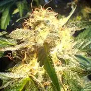 ZOAP greenhouse CO run