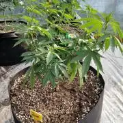 ZOAP greenhouse CO run