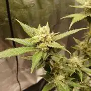Blackberry Auto TINY TOPPED TREE