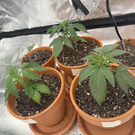 The Grow