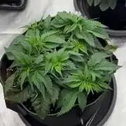 Snow Grow
