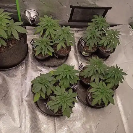 The 25 gal project