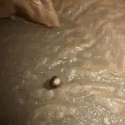 Gorilla cookies