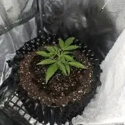Gigabud auto