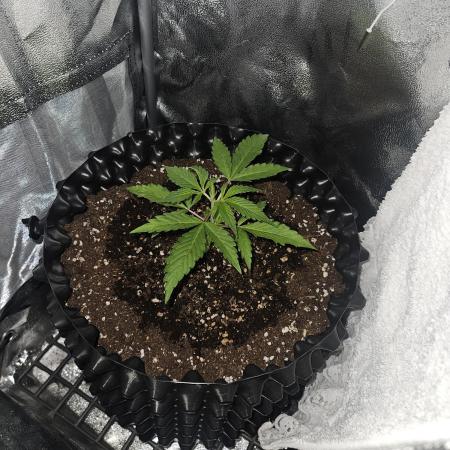 Gigabud auto