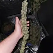 Bruce Banner Auto