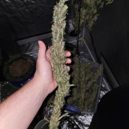 Bruce Banner Auto