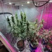 Bruce Banner Auto