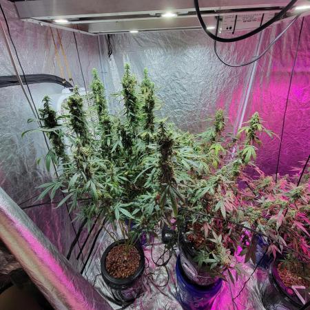 Bruce Banner Auto
