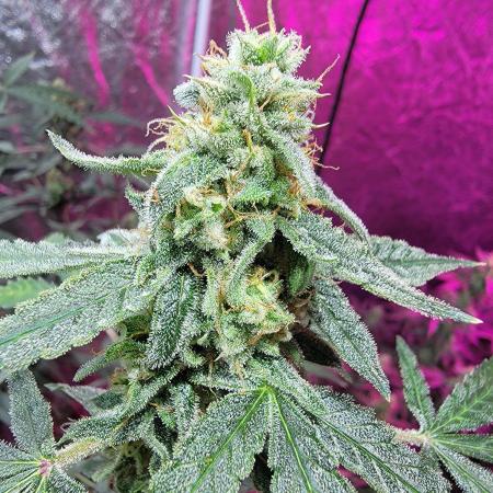 Bruce Banner Auto