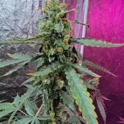 Bruce Banner Auto