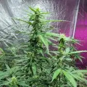 Bruce Banner Auto