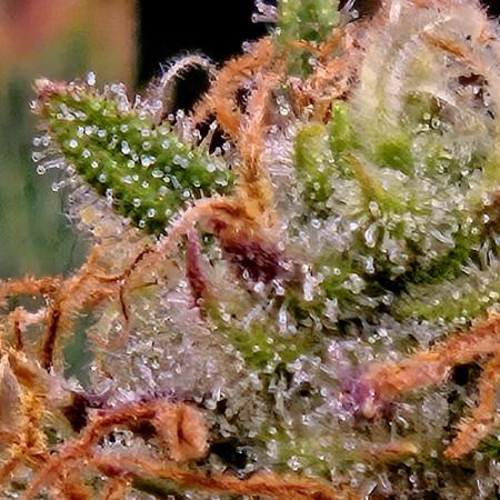 Girl Scout Cookies- 420FastBuds Strain