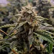 Gorilla Cookies 🦍🍪 ~ 420FastBuds