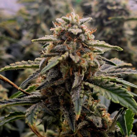 Gorilla Cookies 🦍🍪 ~ 420FastBuds