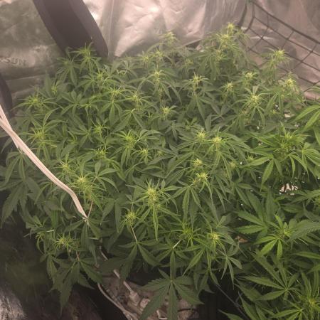 Gorilla Cookies 🦍🍪 ~ 420FastBuds