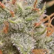 Gorilla Cookies 🦍🍪 ~ 420FastBuds