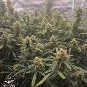 Girl Scout Cookies- 420FastBuds Strain