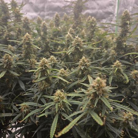 Girl Scout Cookies- 420FastBuds Strain