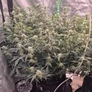 Gorilla Cookies 🦍🍪 ~ 420FastBuds