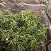 Girl Scout Cookies- 420FastBuds Strain