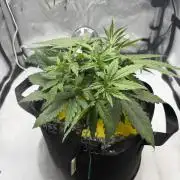 Purple Lemonade Auto