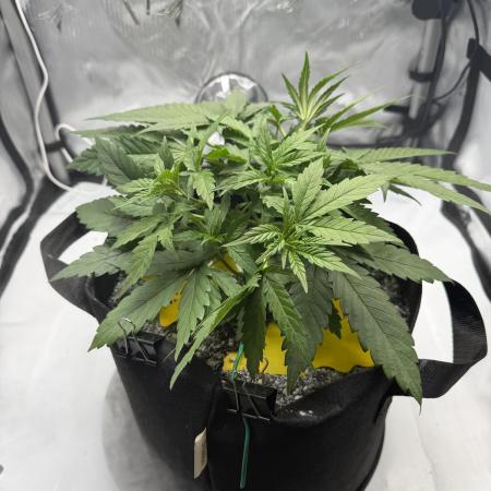 Purple Lemonade Auto