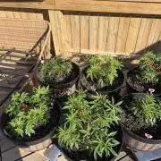 Spliff Seeds Outdoor Grow 2026