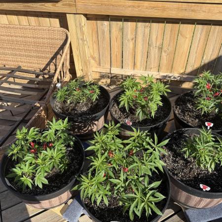 Spliff Seeds Outdoor Grow 2026