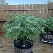 Spliff Seeds Outdoor Grow 2026