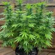 Spliff Seeds Outdoor Grow 2026