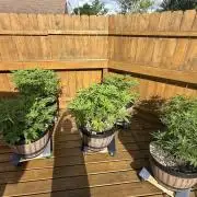 Spliff Seeds Outdoor Grow 2026